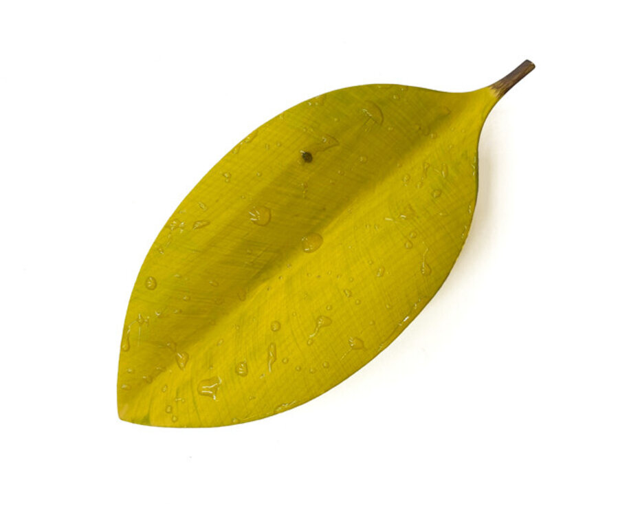 Leaf (Spring)