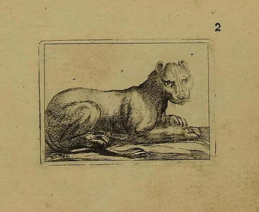 The Lioness