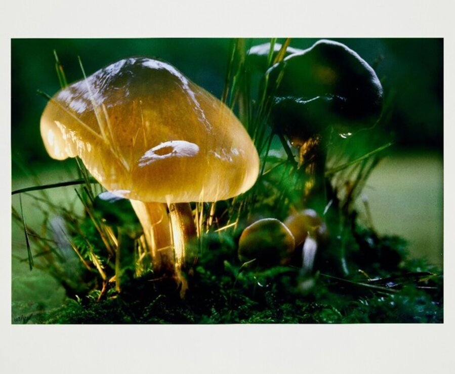 Untitled (Mushroom)