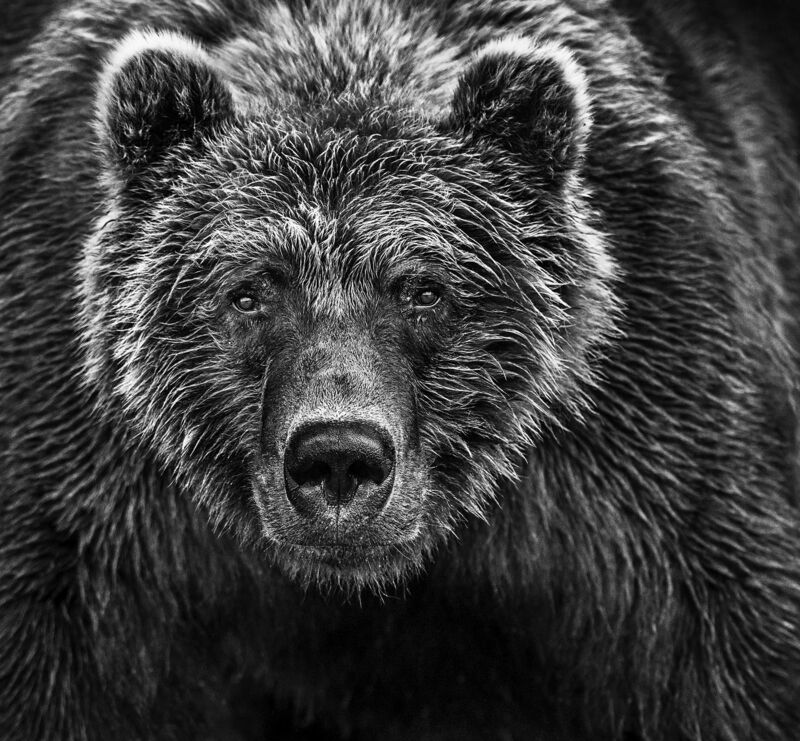 David Yarrow, ‘Face Off’, 2016, Photography, Archival pigment print, A. Galerie