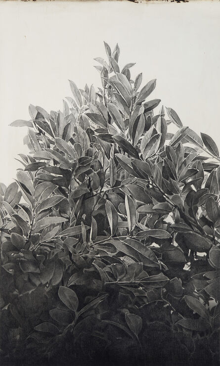 Jane Hambleton, ‘Magnolia Crown’, 2020