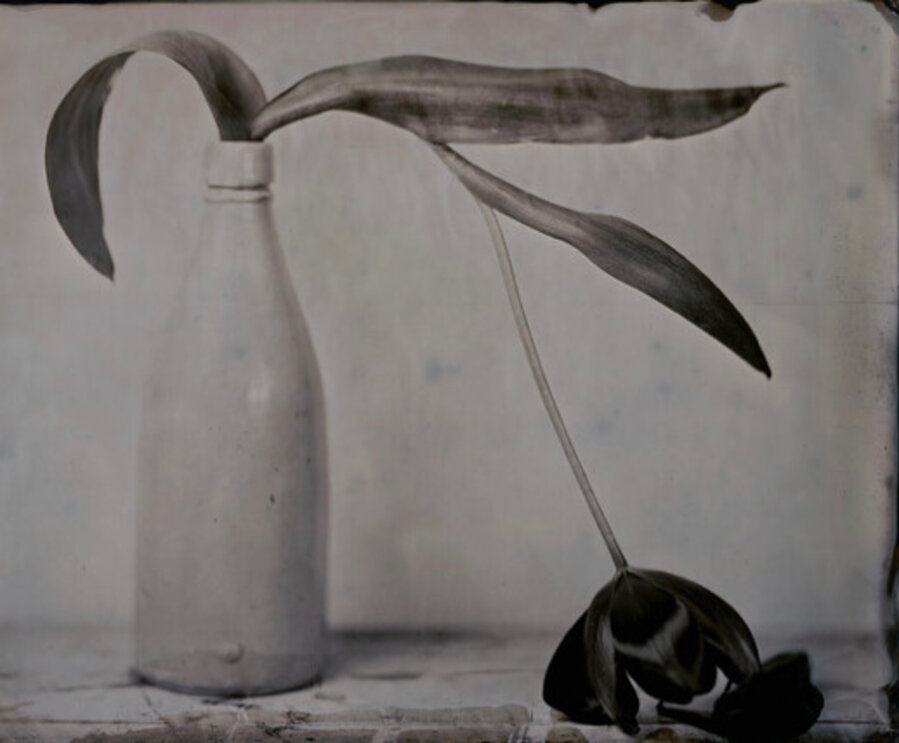 Drooping Tulip