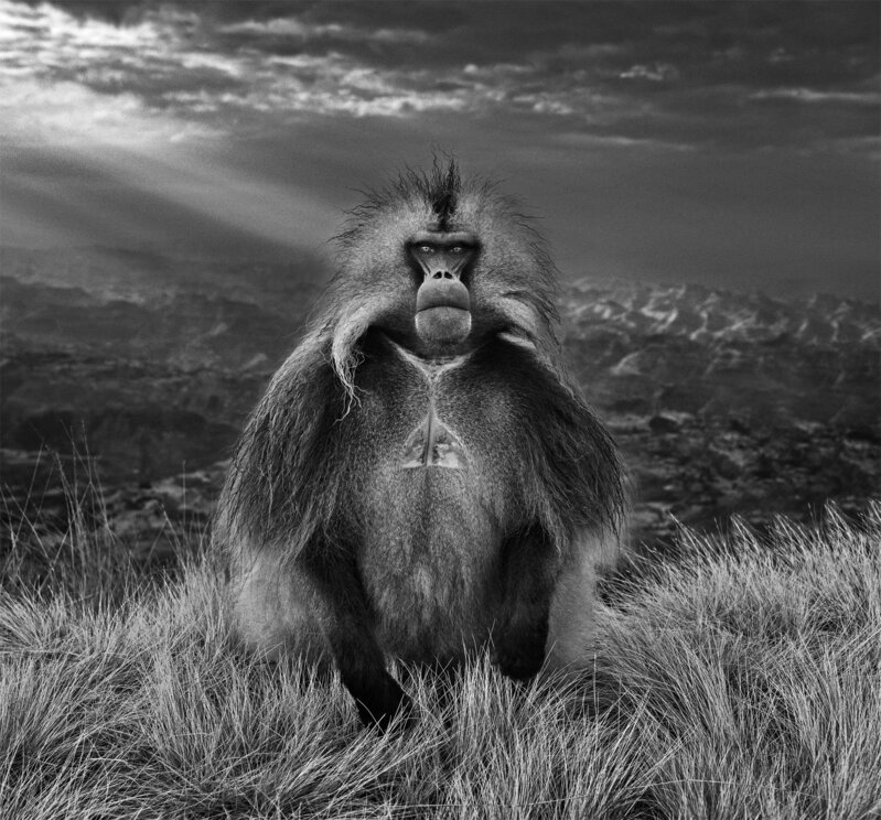David Yarrow, ‘Members Only’, 2018, Photography, Archival Pigment Print, CAMERA WORK