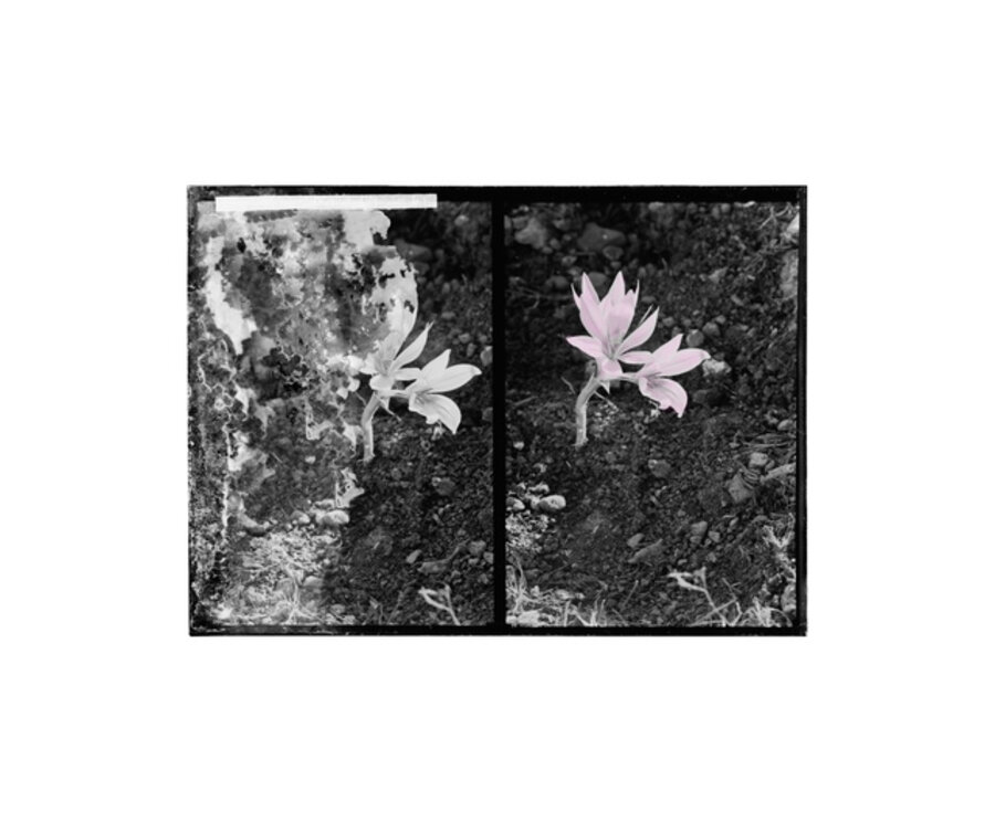 Double Vision (Native Plants)