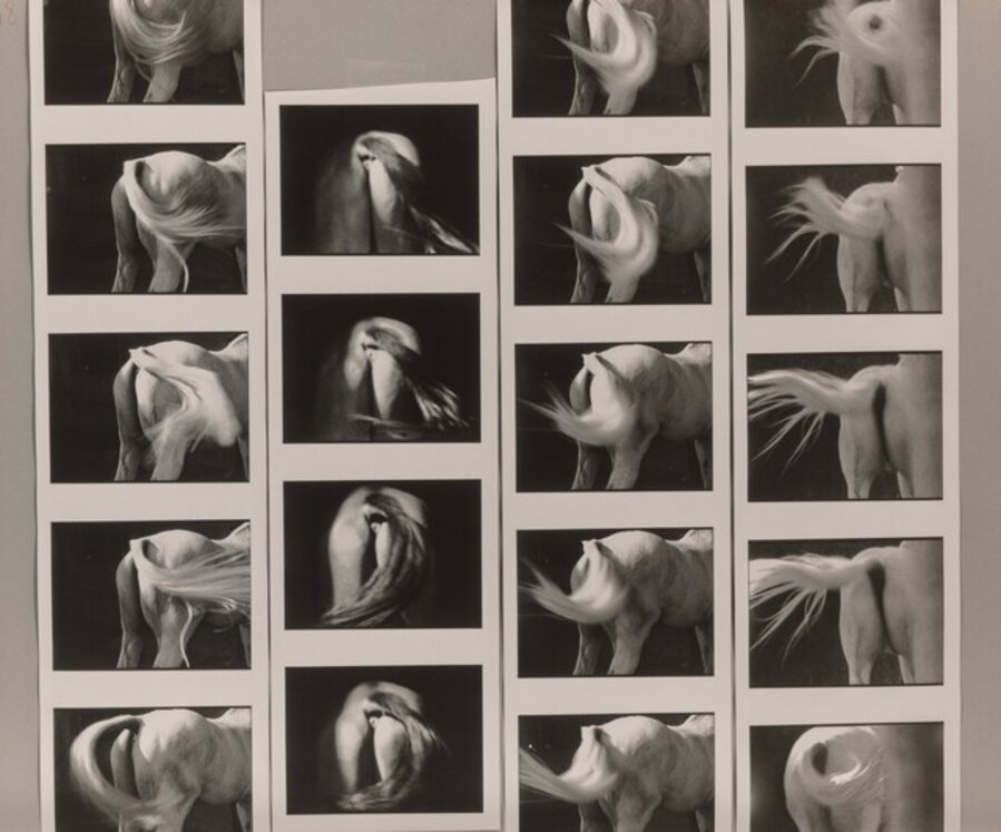 Horse Tail