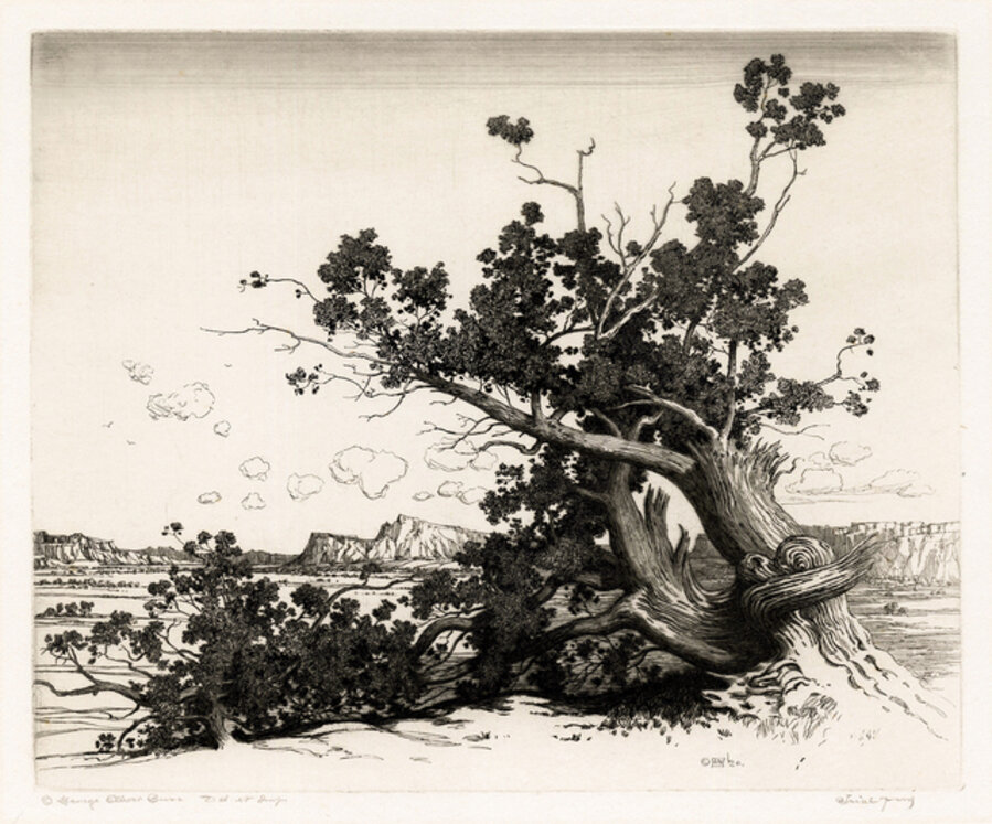 Old Cedars — New Mexico
