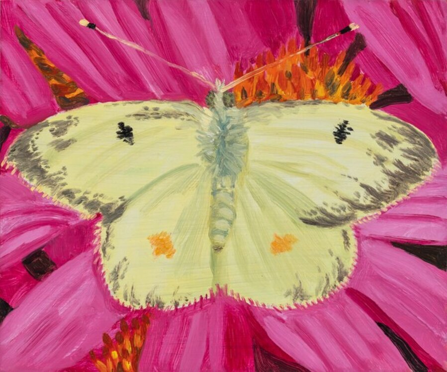 Clouded Sulphur