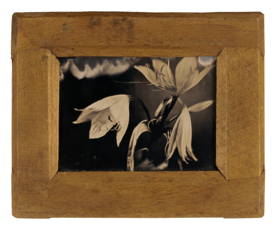 Lilies