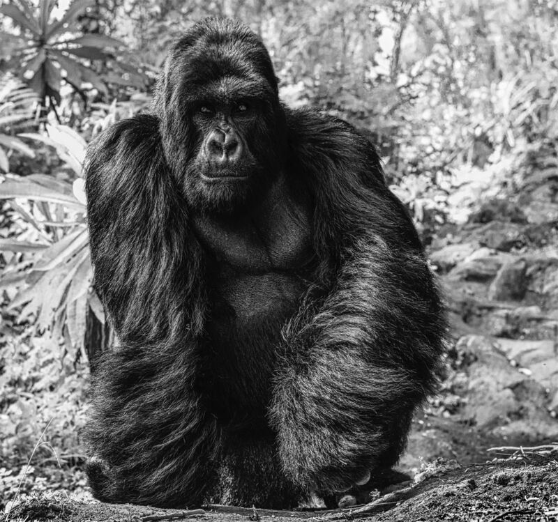 David Yarrow, ‘The Kings Road’, 2020, Photography, Archival Pigment Print, Maddox Gallery