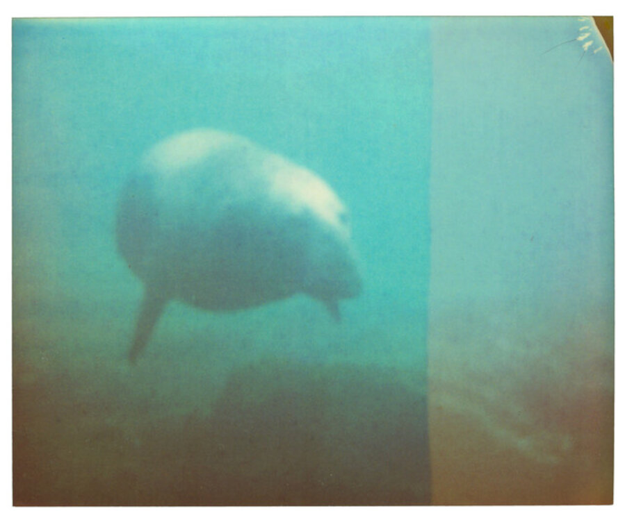 Dugong (Stay)