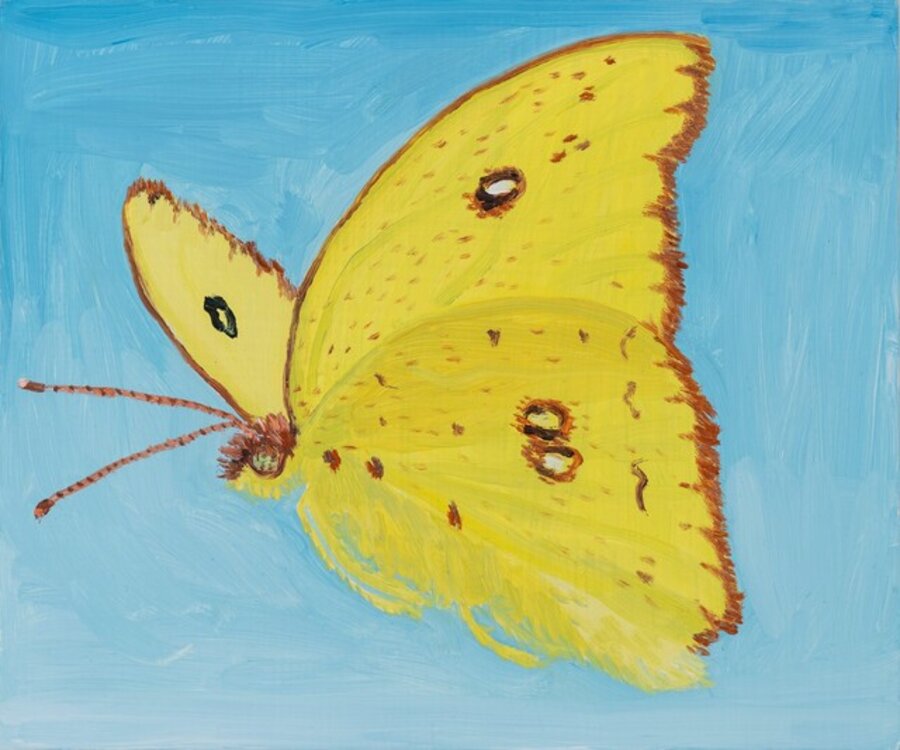 Orange Barred Sulphur