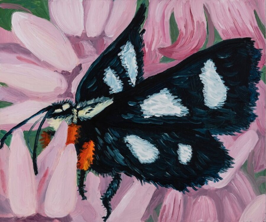 Eight Spotted Forester Moth