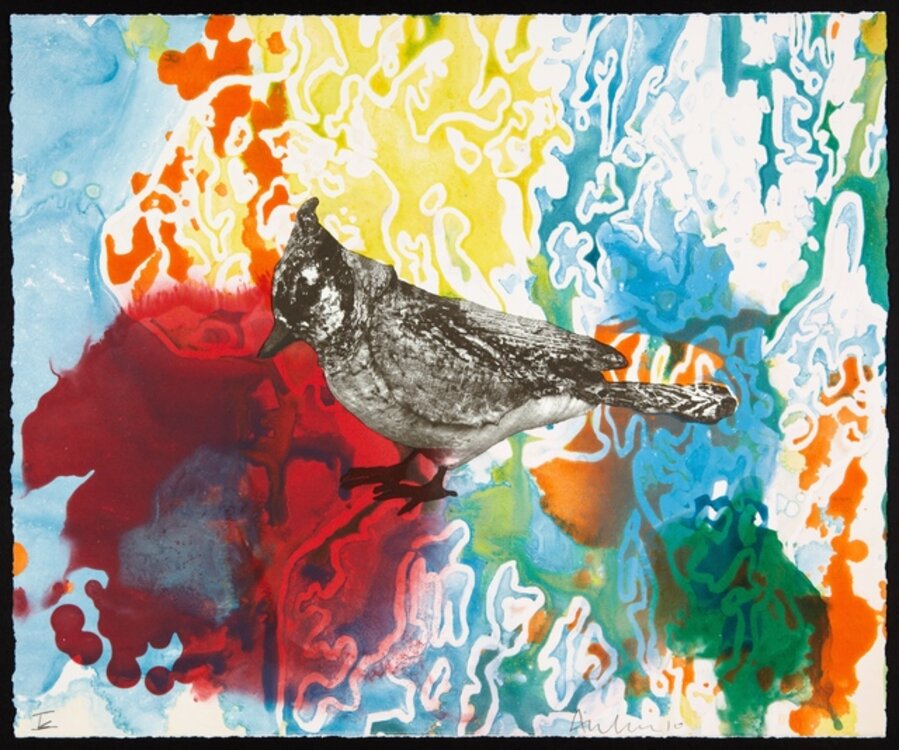 Blue jay monotypes