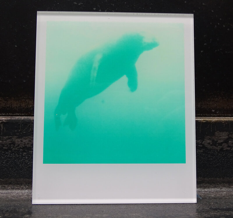 Stefanie Schneider, ‘Stefanie Schneider's Minis 'Skywhale' (Stay)’, 2016, Photography, Lambda digital Color Photographs based on a Polaroid, sandwiched in between Plexiglass, Instantdreams
