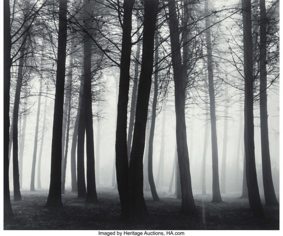 Trees and Fog, San Francisco (two photographs)