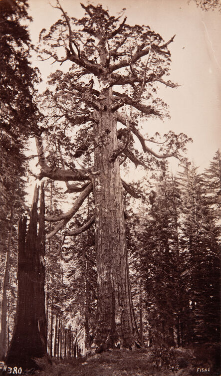 George Fiske, ‘Grizzly Giant, Mariposa Grove, Yosemite’, c. 1880