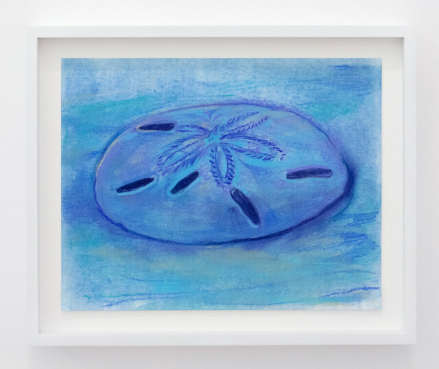Sand Dollar