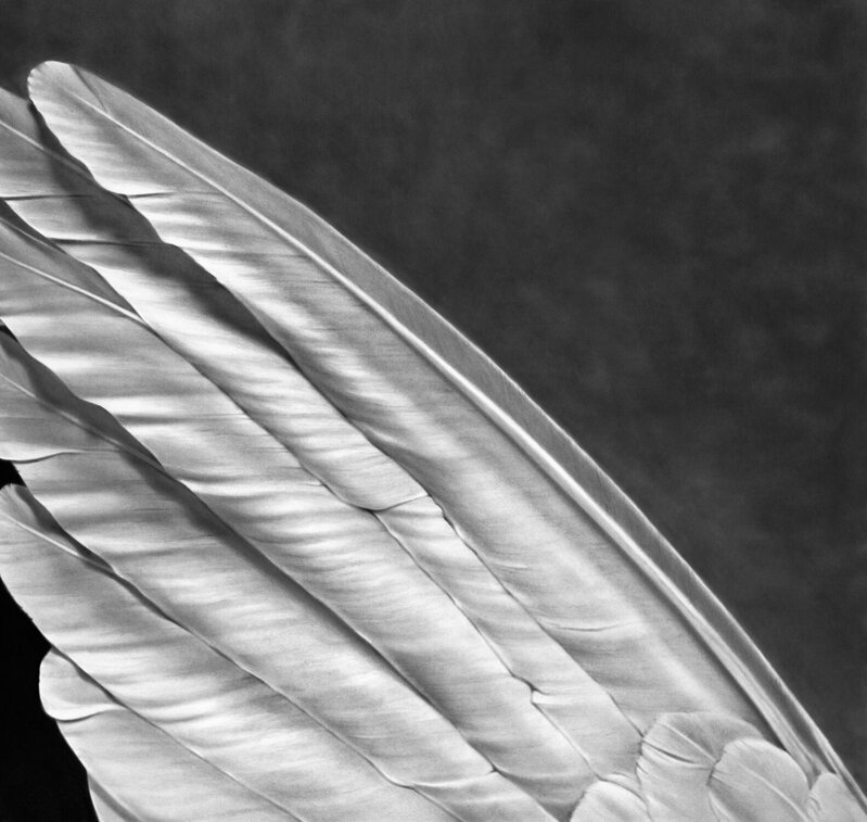 Robert Longo, ‘Angel´s Wing (Small Version)’, 2013, Print, Pigment Print, Weng Contemporary