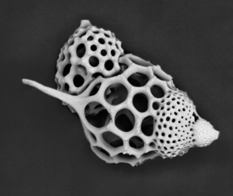 Radiolarian Coupling 039
