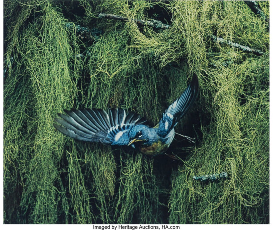 Northern Parula Warbler, Male, Flying, Great Spruce Head Island, Maine, June 22