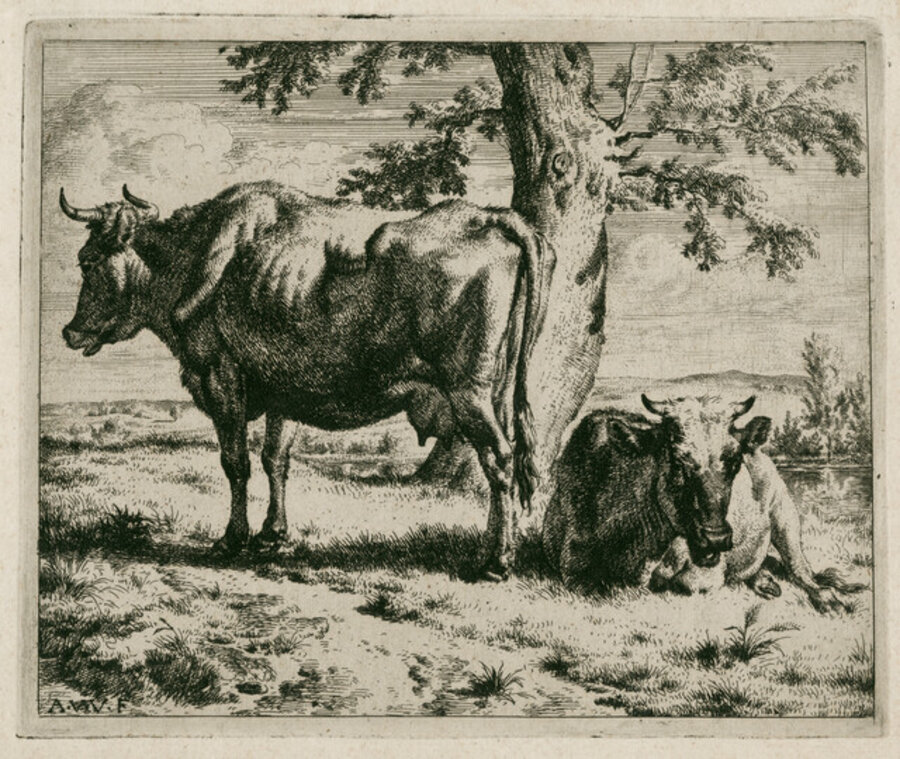 Two cows under a tree.