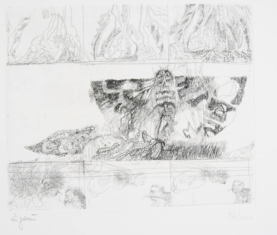 Untitled (Moth Pictorial)