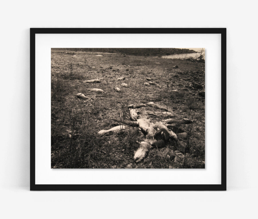 Hanford Stretch: Dead Chinook/First Snow