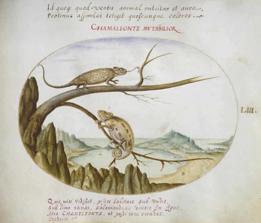 Animalia Qvadrvpedia et Reptilia (Terra): Plate LIII