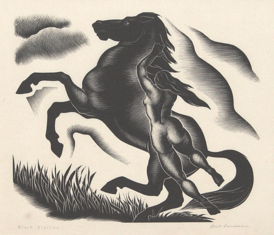 Black Stallion