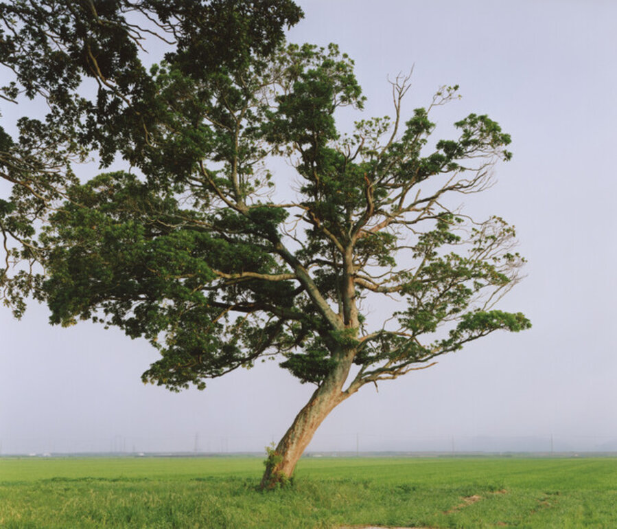 From the series “Tsunami Trees”, 2019/2022 (2019.8.2 Kashima, Minamisoma, Fukushima Prefecture)