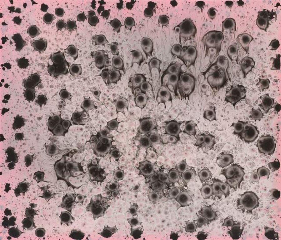 Serrulata 2