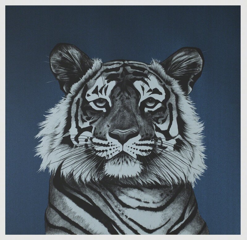 Rose Corcoran, ‘33. Midnight Tiger’, 2018, Print, 4 layer silkscreen on G.F Smith Peregrin majestic 'kings blue' metallic paper, Sladmore 