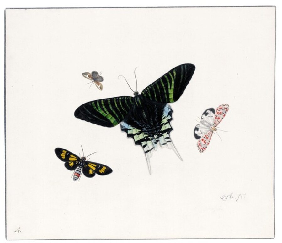 Four Butterflies
