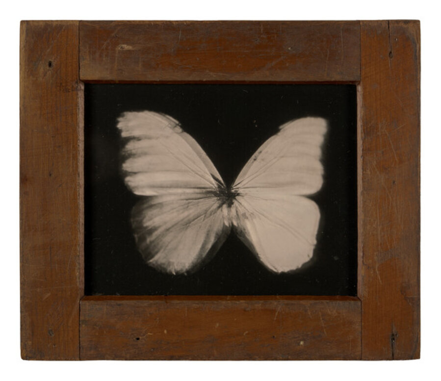 Butterfly Flight