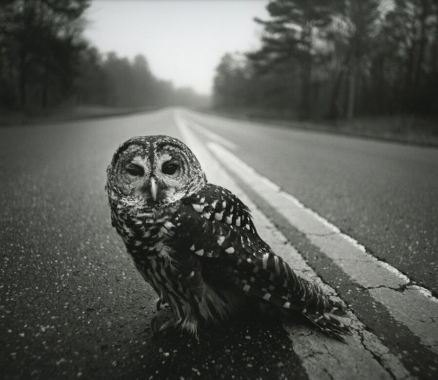 Owl on Road, Big Thicket, Texas