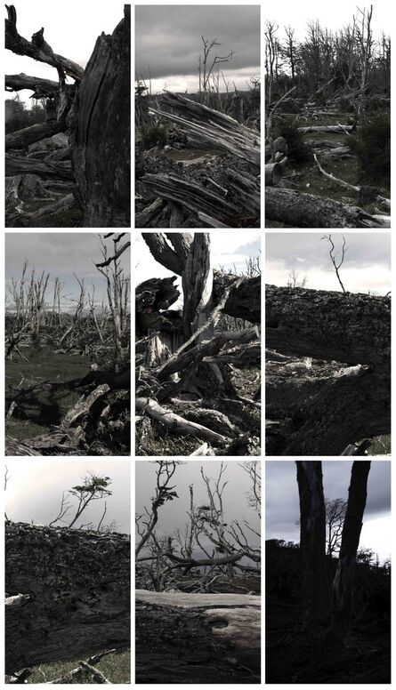 Jeffrey Blondes, ‘Tierra del Fuego; 360˚ Forest  ’, 2013