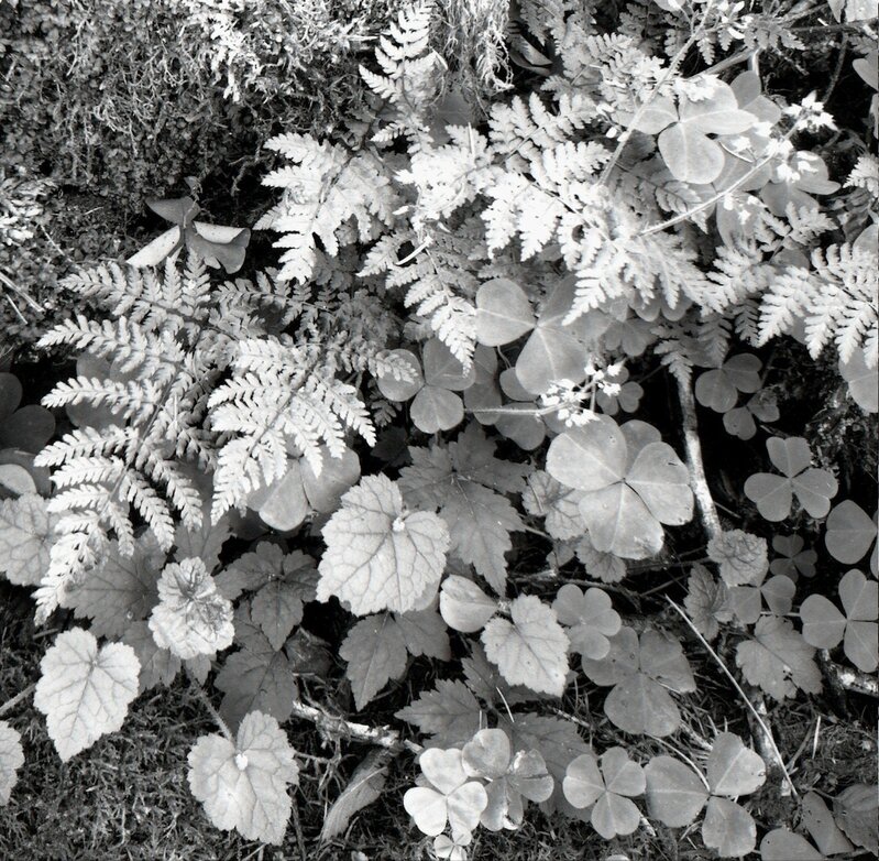 Jerome Hawkins, ‘Ferns II’, 2005, Photography, Black and White, Atrium Gallery