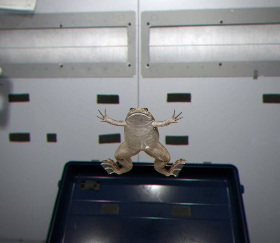 X. Laevis (Spacelab) 2017