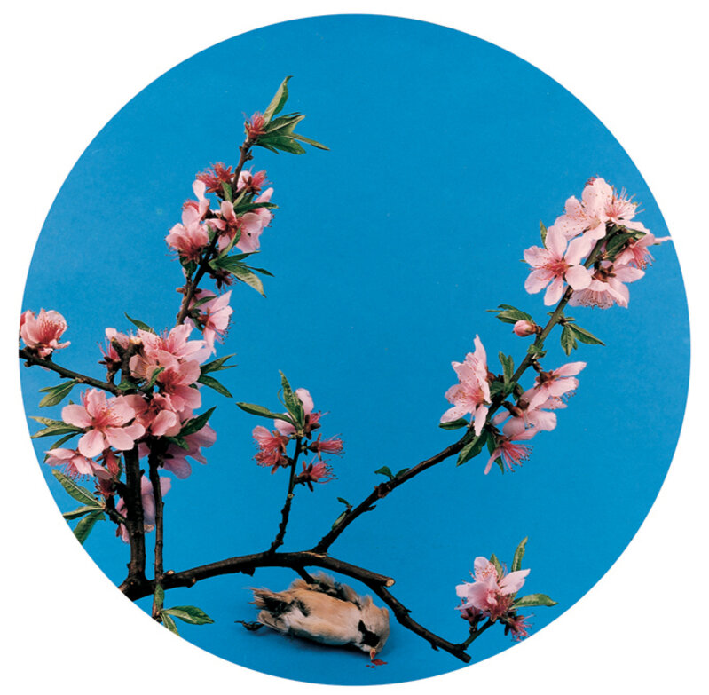 Hong Lei, ‘After Song Dynasty Painting “Green Peach”’, 1999, Photography, Color photograph 彩色照片, Chambers Fine Art