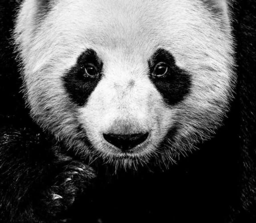 Kung-Fu-Panda
