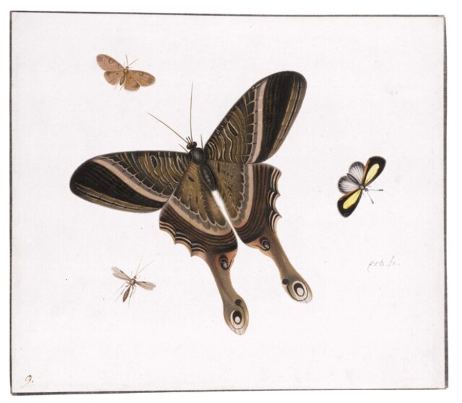Three butterflies and a Gnat
