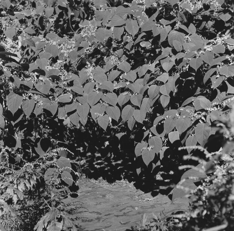 Elizabeth LoPiccolo, ‘Knotweed Nook and Camouflage Tarp’, 2019, Photography, Fiber paper, archival black and white silver geletin print, SHIM Art Network