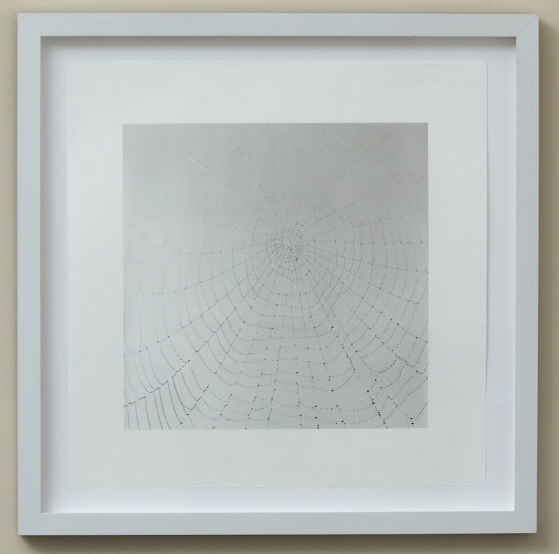 Sally Gall, ‘Web’, 2010, Photography, Photograph, pigment print on Kozu paper, Friends Seminary Benefit Auction