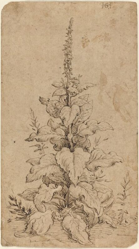 Hendrik Goltzius, ‘A Foxglove in Bloom’, 1592