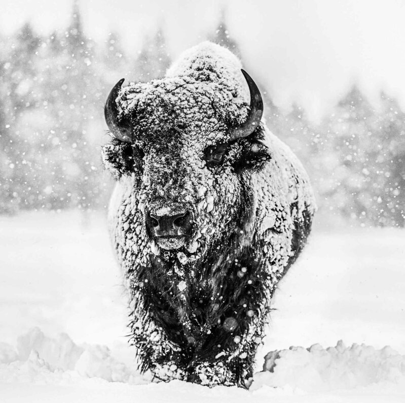 David Yarrow, ‘Winter's Coming’, 2017-2020, Photography, Museum Glass, Passe-Partout & Black wooden frame, Leonhard's Gallery