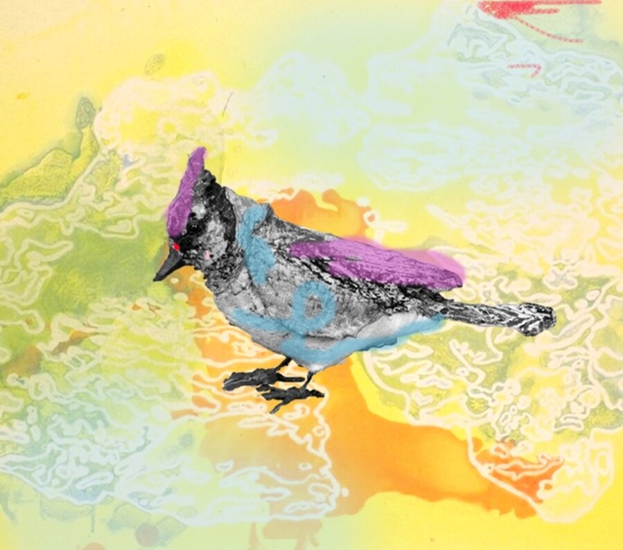 Blue jay monotype