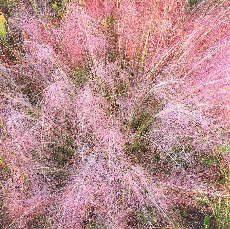 Christopher Burkett, ‘Pink Grasses and Dewdrops north carolina’, n.d., Photography, Cibachrome print, Etherton Gallery