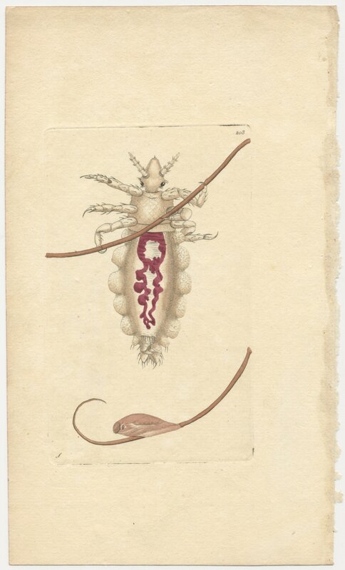 Frederick Polydore Nodder, ‘Plate 208: The Louse’, ca. 1795, Print, Intaglio print, hand-colored, Beatrice Wood Center for the Arts 