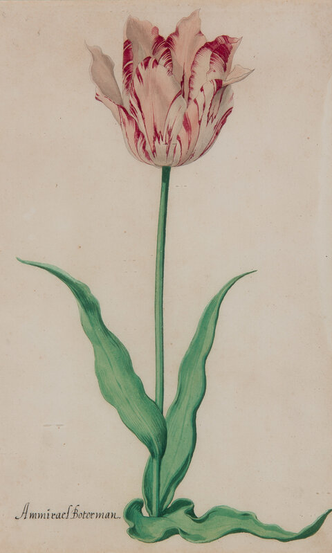 Pieter Holsteyn, the younger, ‘Study of the Admirael Boterman Tulip’, ca. 1645, Drawing, Collage or other Work on Paper, Watercolor, gouache with gum arabic on paper, Mireille Mosler Ltd.