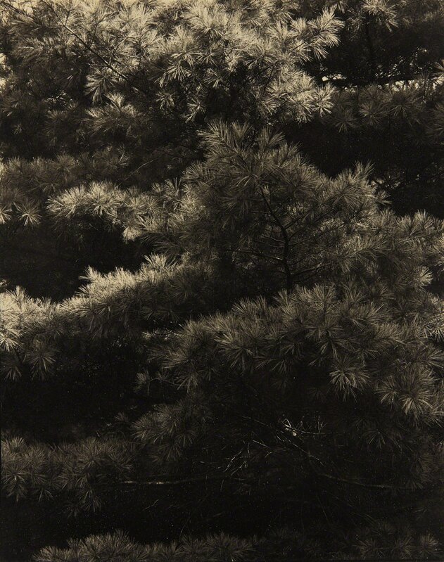 Paul Strand, ‘Connecticut Pines, Twin Lakes, CT’, ca. 1921, Photography, Platinum print, Phillips